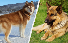 Охоронці, рятувальники та їздові собаки: експерти назвали 7 найсильніших собачих порід