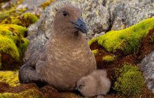 Уперше за два роки: українські полярники показали своїх пухнастих "сусідів" (фото)