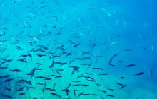 Найменша у світі рибка може видавати звуки, гучніші за перфоратор, - вчені (відео)