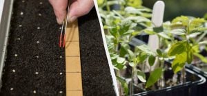 Сіємо помідори на розсаду в березні 2026: найкращі дні за місячним календарем