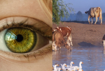 Усі бачать корів та гусей, і лиш унікум знайде пса за 10 секунд: весняна головоломка