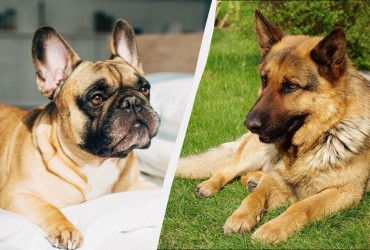 Продолжительность жизни собаки зависит от ее морды: ученые нашли печальную закономерность