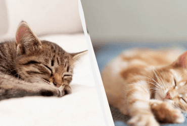 Чому кішка багато спить взимку - чи нормально це: пам'ятка господарям