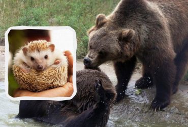 Никто не может найти ежа: сверхсложная головоломка на время