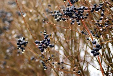 Укргідрометцентр повідомив, яка погода буде в лютому