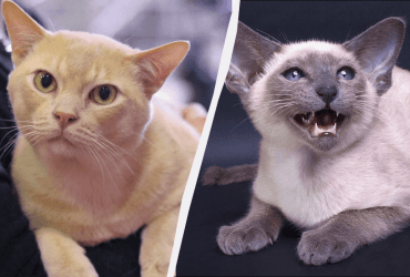 С ними не заскучаешь: топ-10 самых разговорчивых кошачьих пород