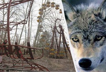 Чернобыльские волки-мутанты развили устойчивость к раку, - исследование