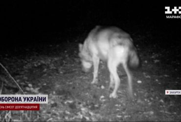 На Закарпатье нашествие волков: люди боятся выходить на улицы, собак находят разорванными