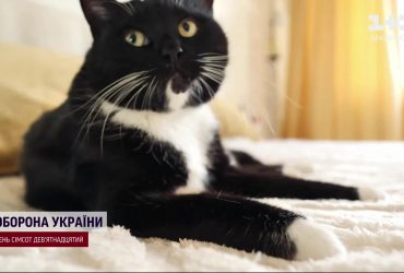 У Києві пропонують нововведення: які вимоги запровадять для утримання домашніх тварин