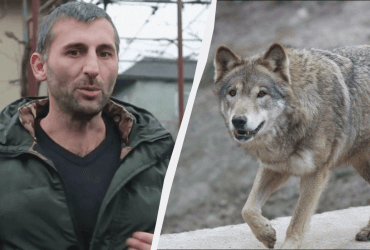 В Закарпатье нашествие волков: селяне боятся выходить на улицы (видео)