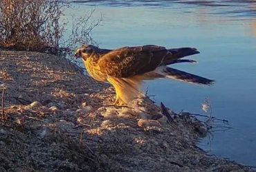 В заповеднике Одесской области заметили редких птиц (фото)