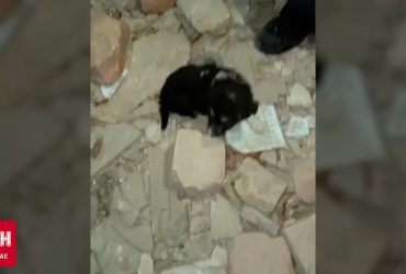 Історія з подвійним хепі-ендом: в Одесі розгорнулась щаслива "спецоперація" навколо щеня