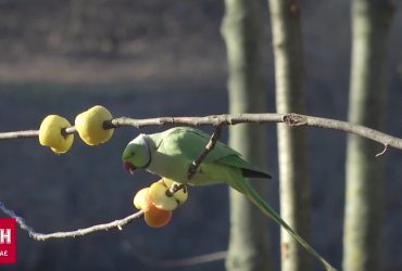 Втекли від господарів і облюбували жити в парку: звідки взялися папуги у Чернівцях