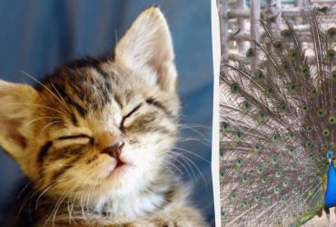 Кожен бачить павича, і лиш люди з високим IQ знайдуть кошеня за 10 секунд: дивна ілюзія