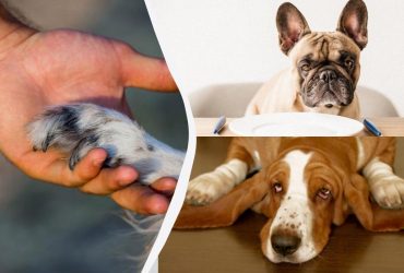 Вы делаете это непреднамеренно: 5 вещей, которые оскорбляют вашу собаку