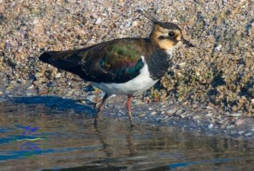 Хохлистые путешественники: в заповедник Одесской области прибыли первые весенние мигранты