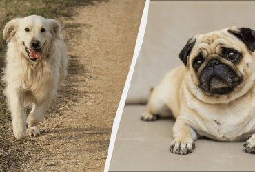 Они тают в ваших объятиях: эксперты назвали топ-7 самых нежных собачьих пород