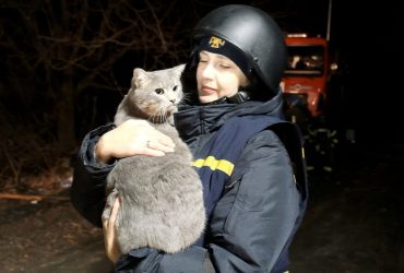 Кота виявили під завалами будинку