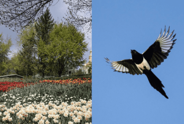 Все видят цветы, и только таланту под силу найти сороку за 5 секунд: неповторимая головоломка