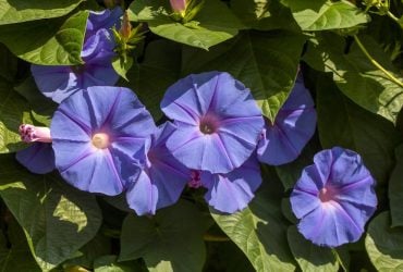 Небезпечна іпомея: де заборонили вирощувати популярну квітку