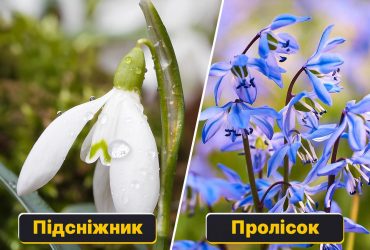 Подснежник - это не пролесок: как различать первоцветы