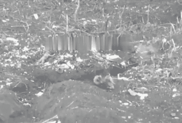 Біля Роботиного росіяни розстріляли українських бійців, взятих у полон, - DeepState