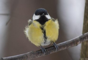 В Украине потеплеет до +7°: синоптик порадовал прогнозом