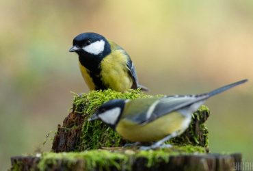 Відомий синоптик потішила українців прогнозом на завтра: розігріє до +16°