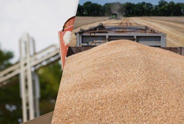 В Польше подтвердили: зерно, из-за которого  блокируют границу, не остается в стране