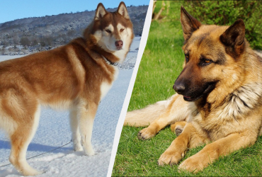 Охоронці, рятувальники та їздові собаки: експерти назвали 7 найсильніших собачих порід