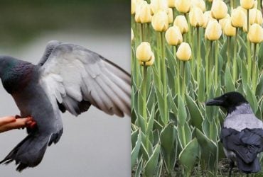 Усі бачать ворону, і лише детектив знайде голуба за 5 секунд: кумедна оптична ілюзія