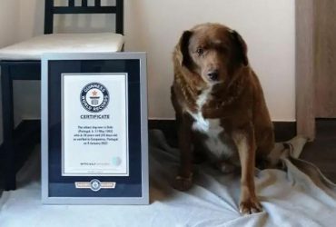 Найстарішу собаку Книги рекордів Гіннесса позбавили титулу