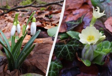 Весна наближається: у Карпатах почали квітнути першоцвіти (фото)