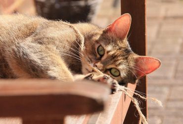 Ваш кіт вважає вас своєю матусею чи татусем, якщо робить ці 10 речей