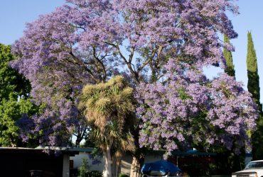 Ученые бьют тревогу из-за аномального цветения культовых деревьев