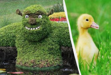 Тяжелый тест на внимательность: никто не может найти утенка за 7 секунд