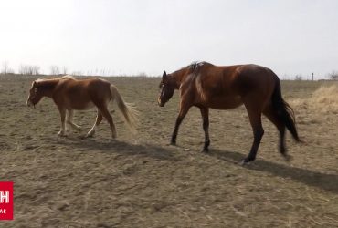 Страшні вибухи і обмеження у їжі: кінне ранчо у Нікополі – на межі