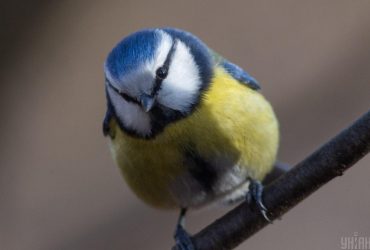 Птахи, які живуть у містах, мають яскравіше пір’я: учені назвали причину