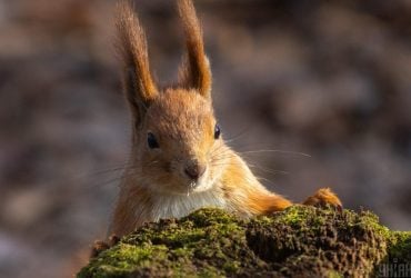 Україну охопила погодна протифаза: синоптик пояснив, до чого готуватись