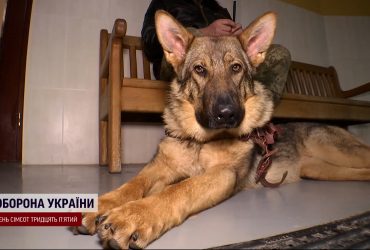 Руйнують всі шаблони: колишні підопічні Януковича стали незамінними для бійців