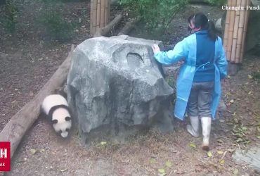 Китайський звіринець поділився кумедним відео з пандочкою