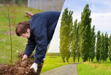 Зачем сажали тополя в СССР на самом деле: неожиданная причина