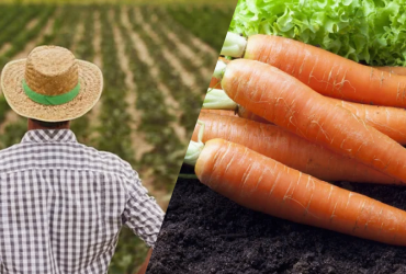 Когда сеять морковь весной 2024: точные сроки по лунному календарю