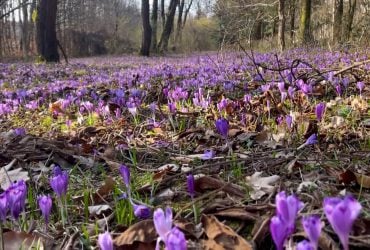 Рекордное потепление на Закарпатье: зимние +20 принесли свои последствия