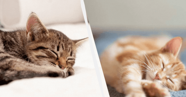Pourquoi un chat dort-il beaucoup en hiver ?