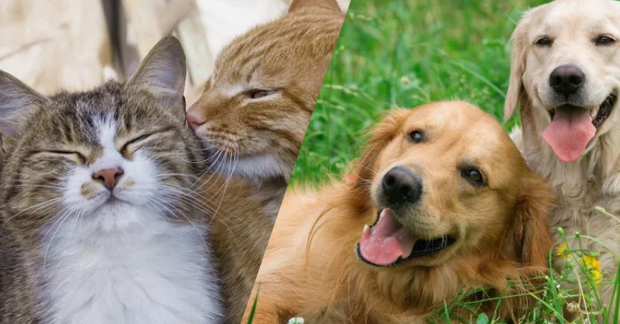 Когда можно стерилизовать кошку и собаку - ответ ветеринара — УНИАН