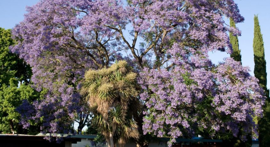 Вчені б'ють на сполох через аномальне цвітіння культових дерев
