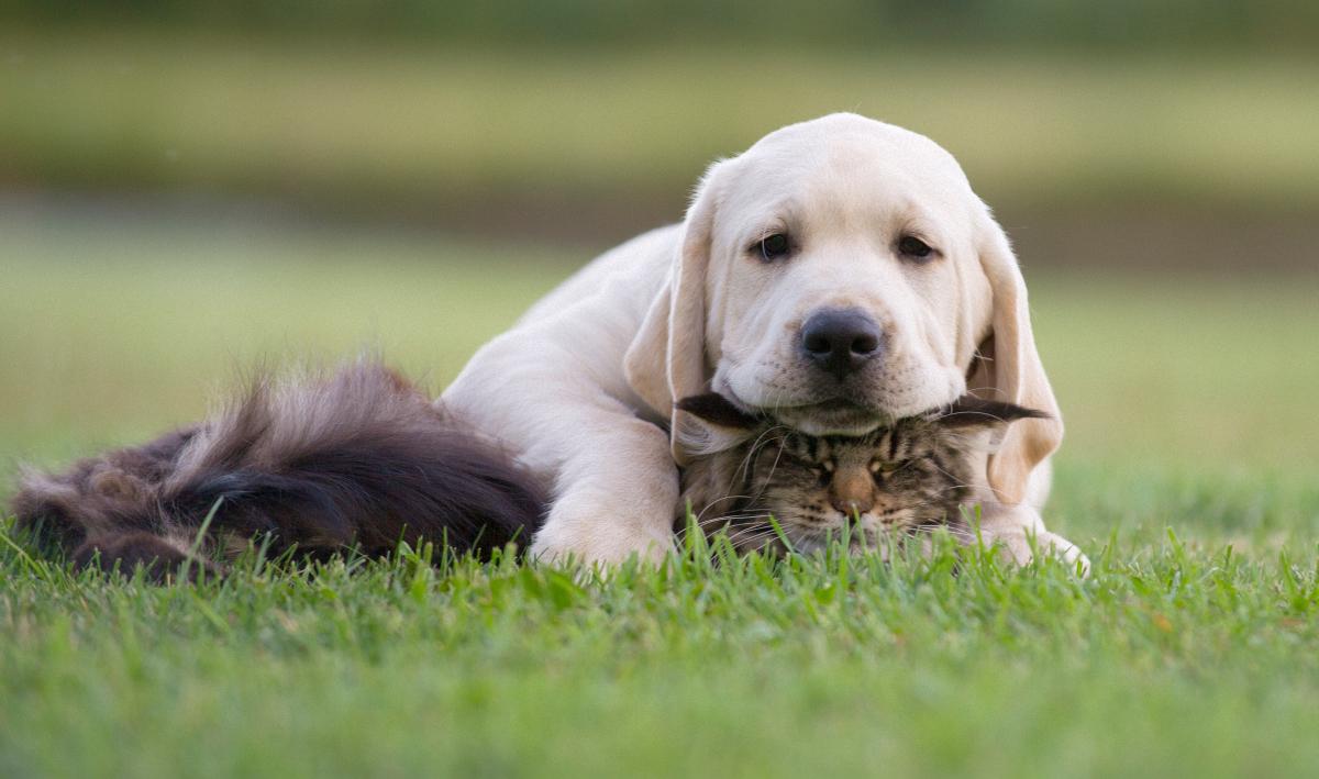 How to make a cat and dog become friends / ua.depositphotos.com