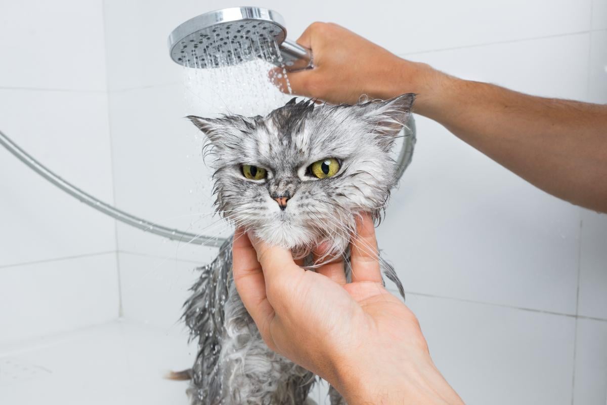 Коты могут проявлять недовольство и помнить неприятные моменты / фото ua.depositphotos.com Коты могут проявлять недовольство и помнить неприятные моменты / фото ua.depositphotos.com
