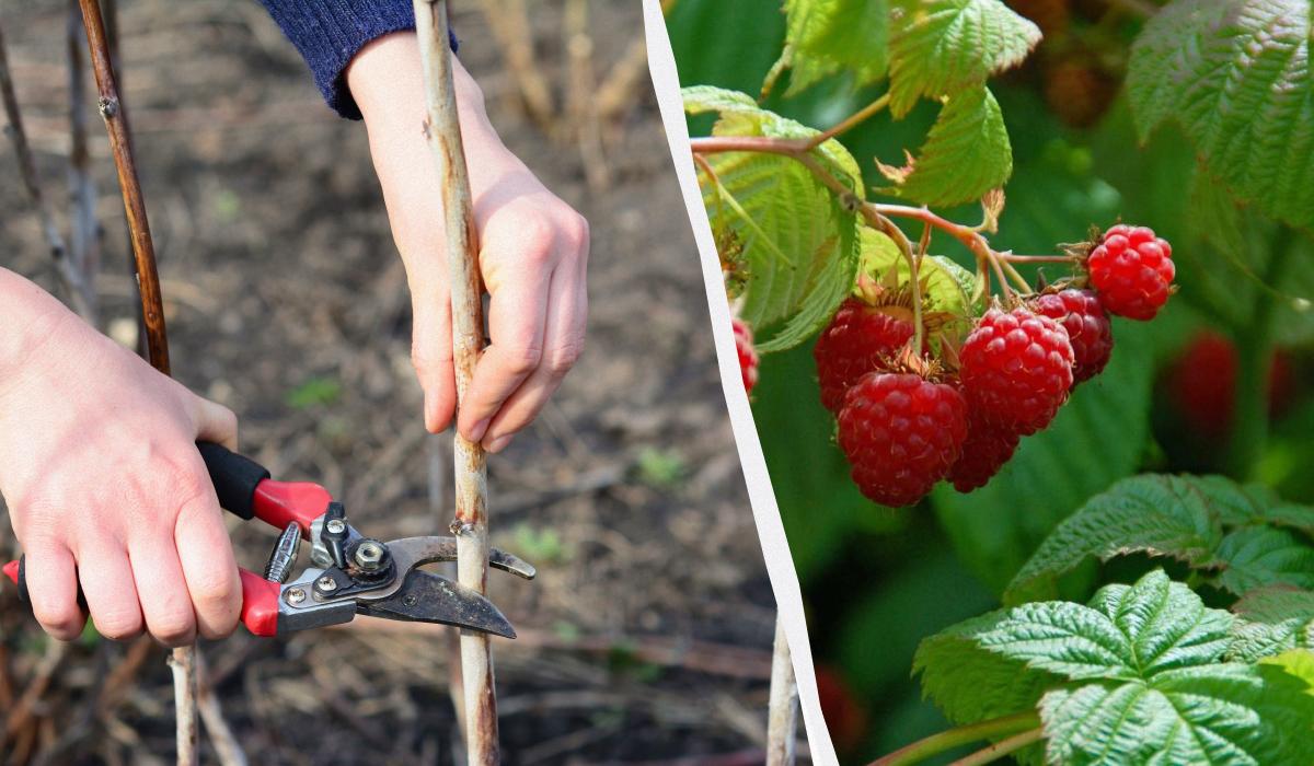 Когда обрезать малину и как это делать / коллаж УНИАН, фото ua.depositphotos.com, pixabay.com Когда обрезать малину и как это делать / коллаж УНИАН, фото ua.depositphotos.com, pixabay.com